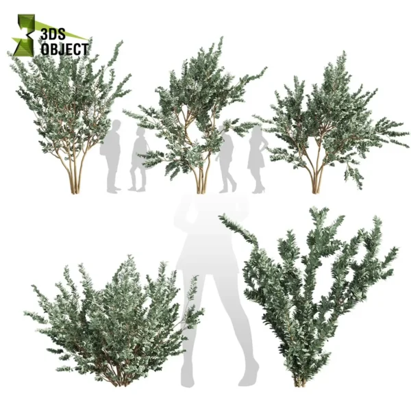 3d bush plant models botanical Visualization Landscape Foliage Vegetation buy purchase Rendering Environment tree Design high low poly greenhouse balcony decorative hamedorea 3D architectural visualization cinema 4d 3ds max blender enscpae fbx obj Rhino Sketchup lumion eucalyptus macrocarpa