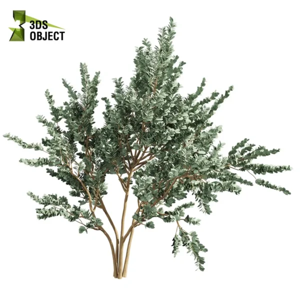 3d bush plant models botanical Visualization Landscape Foliage Vegetation buy purchase Rendering Environment tree Design high low poly greenhouse balcony decorative hamedorea 3D architectural visualization cinema 4d 3ds max blender enscpae fbx obj Rhino Sketchup lumion eucalyptus macrocarpa