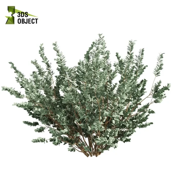 3d bush plant models botanical Visualization Landscape Foliage Vegetation buy purchase Rendering Environment tree Design high low poly greenhouse balcony decorative hamedorea 3D architectural visualization cinema 4d 3ds max blender enscpae fbx obj Rhino Sketchup lumion eucalyptus macrocarpa