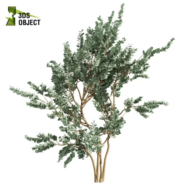 3d bush plant models botanical Visualization Landscape Foliage Vegetation buy purchase Rendering Environment tree Design high low poly greenhouse balcony decorative hamedorea 3D architectural visualization cinema 4d 3ds max blender enscpae fbx obj Rhino Sketchup lumion eucalyptus macrocarpa