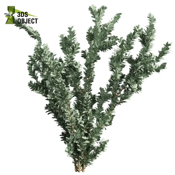 3d bush plant models botanical Visualization Landscape Foliage Vegetation buy purchase Rendering Environment tree Design high low poly greenhouse balcony decorative hamedorea 3D architectural visualization cinema 4d 3ds max blender enscpae fbx obj Rhino Sketchup lumion eucalyptus macrocarpa