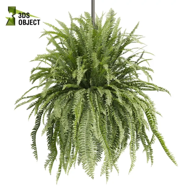 3d bush plant models botanical Visualization Landscape Foliage Vegetation buy purchase Rendering Environment tree Design high low poly greenhouse balcony decorative hamedorea 3D architectural visualization cinema 4d 3ds max blender enscpae fbx obj Rhino Sketchup lumion fern lady hanging ampelous
