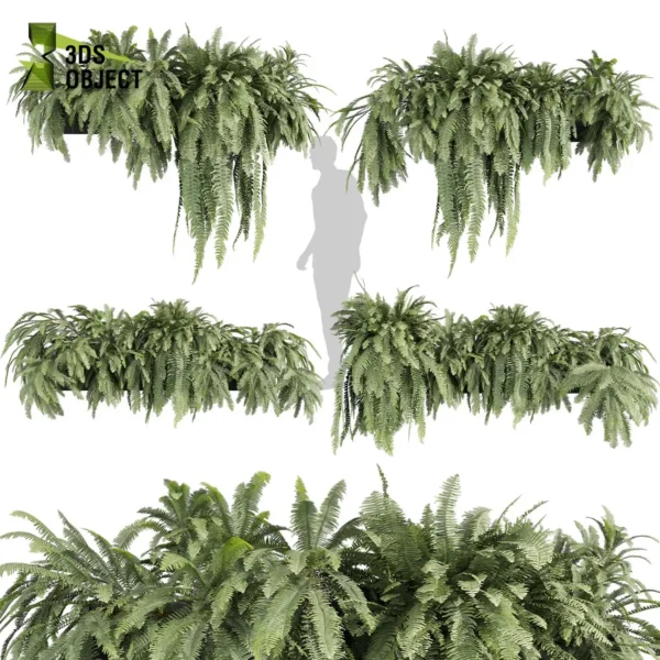 Fern Lady Plant 3D Model