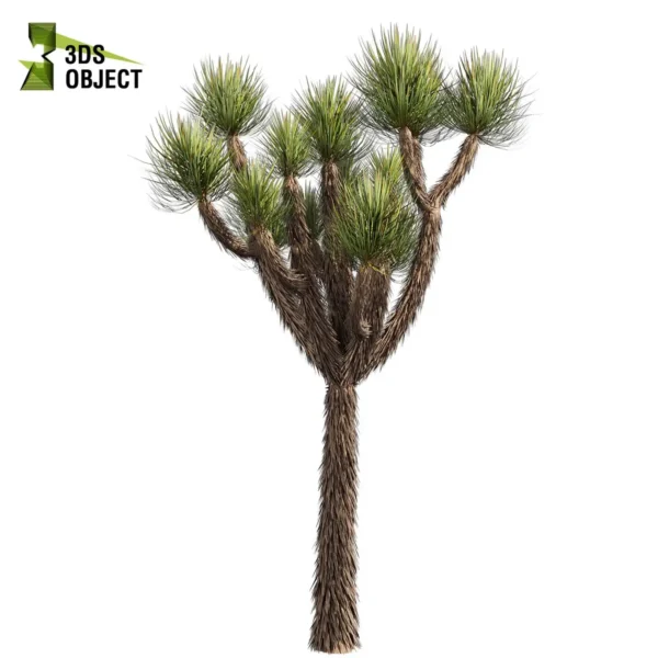 3d bush plant models botanical Visualization Landscape Foliage Vegetation buy purchase Rendering Environment tree Design high low poly greenhouse balcony decorative hamedorea 3D architectural visualization cinema 4d 3ds max blender enscpae fbx obj Rhino Sketchup lumion yucca brevifolia