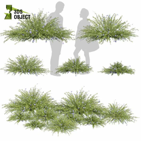 3d bush plant models botanical Visualization Landscape Foliage Vegetation buy purchase Rendering Environment tree Design high low poly greenhouse balcony decorative hamedorea 3D architectural visualization cinema 4d 3ds max blender enscpae fbx obj Rhino Sketchup lechenaultia biloba shurb