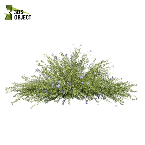 3d bush plant models botanical Visualization Landscape Foliage Vegetation buy purchase Rendering Environment tree Design high low poly greenhouse balcony decorative hamedorea 3D architectural visualization cinema 4d 3ds max blender enscpae fbx obj Rhino Sketchup lechenaultia biloba shurb