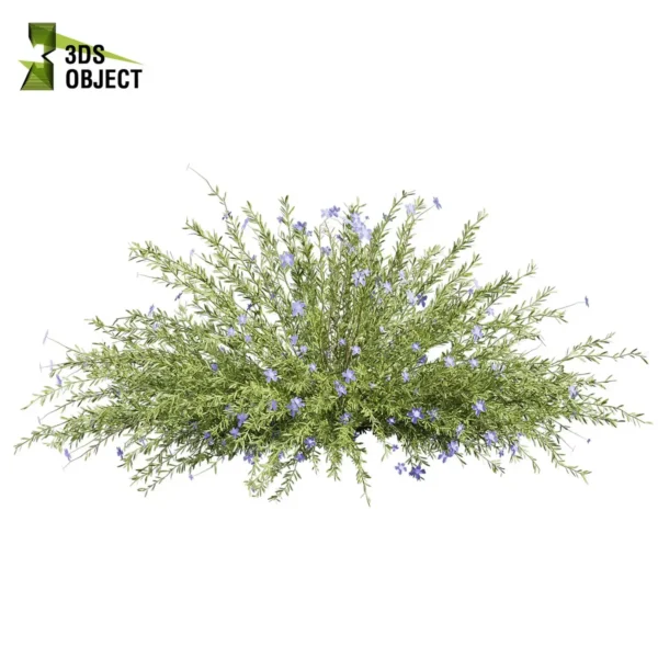 3d bush plant models botanical Visualization Landscape Foliage Vegetation buy purchase Rendering Environment tree Design high low poly greenhouse balcony decorative hamedorea 3D architectural visualization cinema 4d 3ds max blender enscpae fbx obj Rhino Sketchup lechenaultia biloba shurb