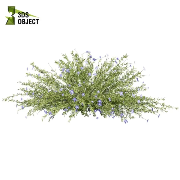 3d bush plant models botanical Visualization Landscape Foliage Vegetation buy purchase Rendering Environment tree Design high low poly greenhouse balcony decorative hamedorea 3D architectural visualization cinema 4d 3ds max blender enscpae fbx obj Rhino Sketchup lechenaultia biloba shurb