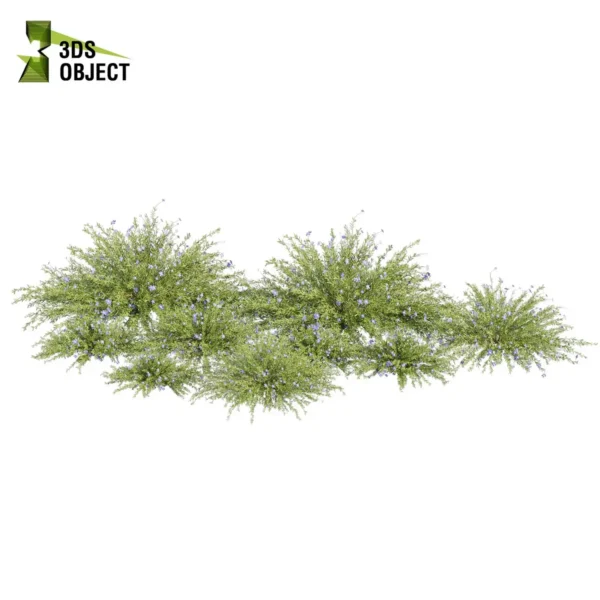 3d bush plant models botanical Visualization Landscape Foliage Vegetation buy purchase Rendering Environment tree Design high low poly greenhouse balcony decorative hamedorea 3D architectural visualization cinema 4d 3ds max blender enscpae fbx obj Rhino Sketchup lechenaultia biloba shurb