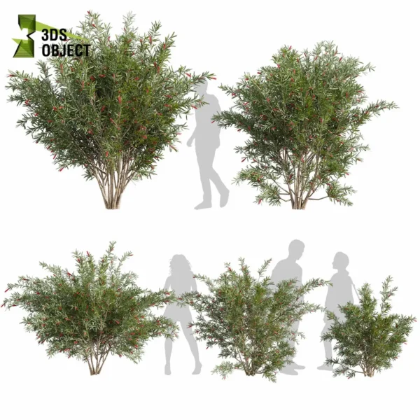 3d bush plant models botanical Visualization Landscape Foliage Vegetation buy purchase Rendering Environment tree Design high low poly greenhouse balcony decorative hamedorea 3D architectural visualization cinema 4d 3ds max blender enscpae fbx obj Rhino Sketchup hakea francisian tree
