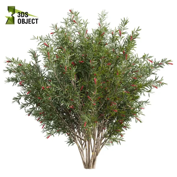 3d bush plant models botanical Visualization Landscape Foliage Vegetation buy purchase Rendering Environment tree Design high low poly greenhouse balcony decorative hamedorea 3D architectural visualization cinema 4d 3ds max blender enscpae fbx obj Rhino Sketchup hakea francisian tree