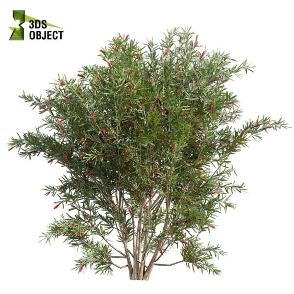 3d bush plant models botanical Visualization Landscape Foliage Vegetation buy purchase Rendering Environment tree Design high low poly greenhouse balcony decorative hamedorea 3D architectural visualization cinema 4d 3ds max blender enscpae fbx obj Rhino Sketchup hakea francisian tree