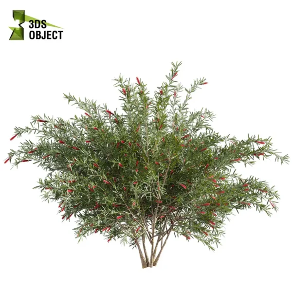 3d bush plant models botanical Visualization Landscape Foliage Vegetation buy purchase Rendering Environment tree Design high low poly greenhouse balcony decorative hamedorea 3D architectural visualization cinema 4d 3ds max blender enscpae fbx obj Rhino Sketchup hakea francisian tree