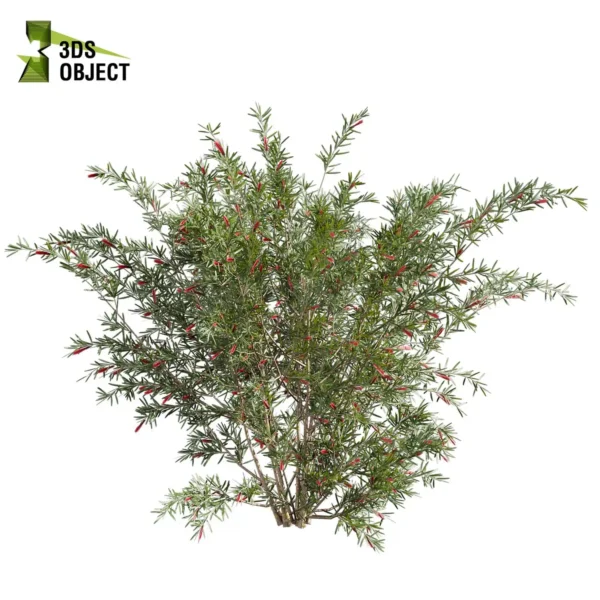 3d bush plant models botanical Visualization Landscape Foliage Vegetation buy purchase Rendering Environment tree Design high low poly greenhouse balcony decorative hamedorea 3D architectural visualization cinema 4d 3ds max blender enscpae fbx obj Rhino Sketchup hakea francisian tree