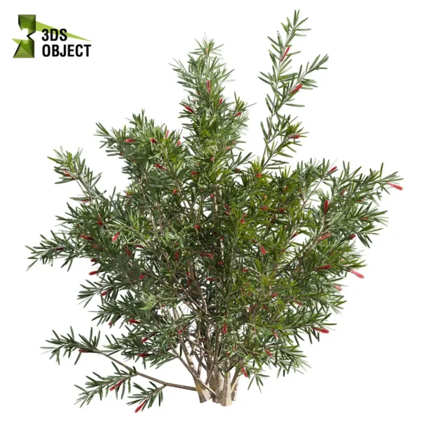 3d bush plant models botanical Visualization Landscape Foliage Vegetation buy purchase Rendering Environment tree Design high low poly greenhouse balcony decorative hamedorea 3D architectural visualization cinema 4d 3ds max blender enscpae fbx obj Rhino Sketchup hakea francisian tree