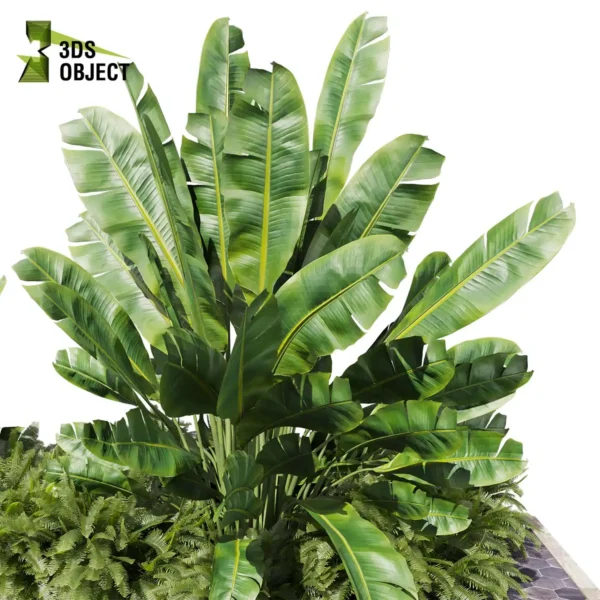 3d bush plant models botanical Visualization Landscape Foliage Vegetation buy purchase Rendering Environment tree Design high low poly greenhouse balcony decorative hamedorea 3D architectural visualization cinema 4d 3ds max blender enscpae fbx obj Rhino Sketchup banana fern garden