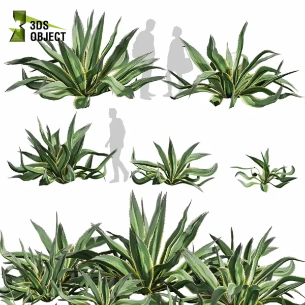 Huge Aloe Vera 3D Model