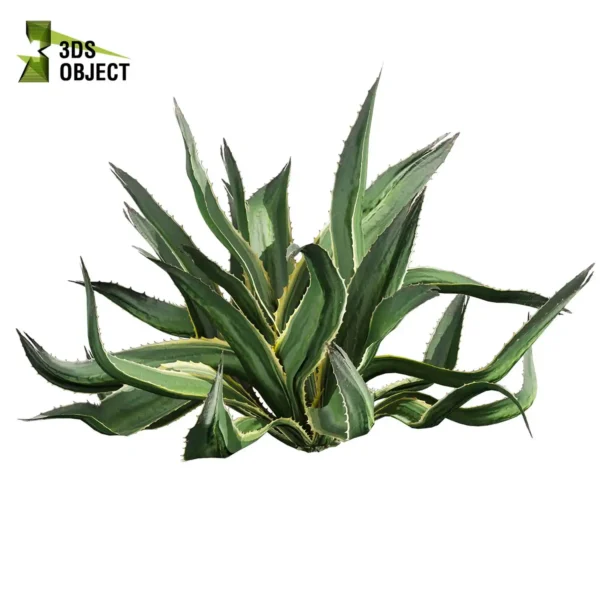 3d bush plant models botanical Visualization Landscape Foliage Vegetation buy purchase Rendering Environment tree Design high low poly greenhouse balcony decorative hamedorea 3D architectural visualization cinema 4d 3ds max blender enscpae fbx obj Rhino Sketchup huge aloe vera shurb