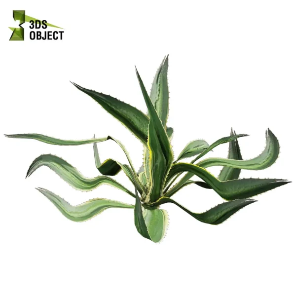 3d bush plant models botanical Visualization Landscape Foliage Vegetation buy purchase Rendering Environment tree Design high low poly greenhouse balcony decorative hamedorea 3D architectural visualization cinema 4d 3ds max blender enscpae fbx obj Rhino Sketchup huge aloe vera shurb