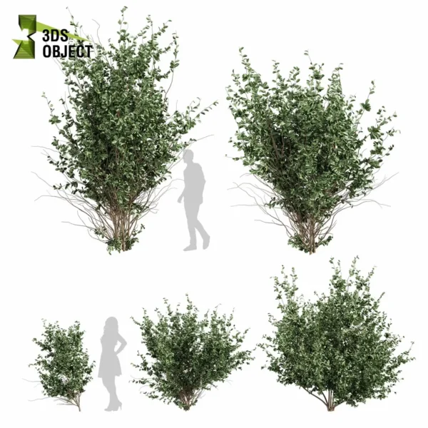 Hakea Petiolaris (Sea-Urchin Hakea) Small Tree Model