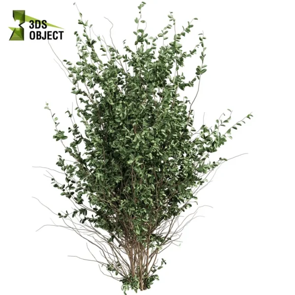 3d bush plant models botanical Visualization Landscape Foliage Vegetation buy purchase Rendering Environment tree Design high low poly greenhouse balcony decorative hamedorea 3D architectural visualization cinema 4d 3ds max blender enscpae fbx obj Rhino Sketchup hakea petiolaris tree