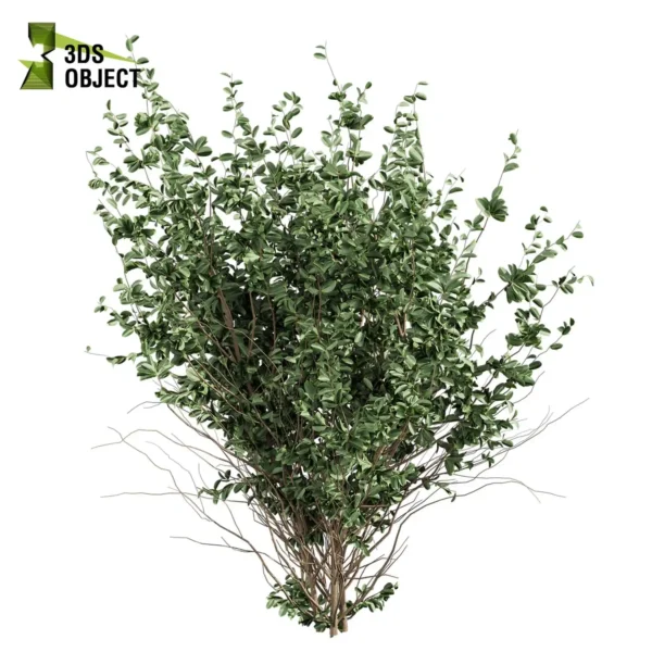 3d bush plant models botanical Visualization Landscape Foliage Vegetation buy purchase Rendering Environment tree Design high low poly greenhouse balcony decorative hamedorea 3D architectural visualization cinema 4d 3ds max blender enscpae fbx obj Rhino Sketchup hakea petiolaris tree