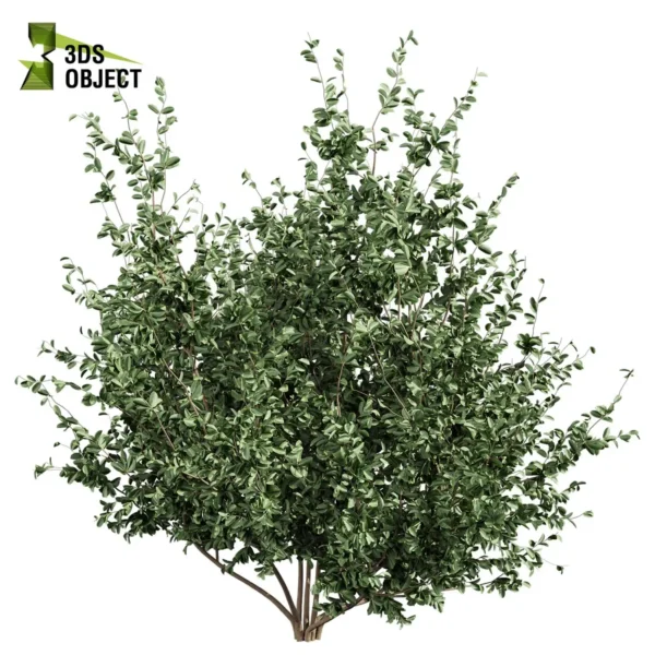 3d bush plant models botanical Visualization Landscape Foliage Vegetation buy purchase Rendering Environment tree Design high low poly greenhouse balcony decorative hamedorea 3D architectural visualization cinema 4d 3ds max blender enscpae fbx obj Rhino Sketchup hakea petiolaris tree