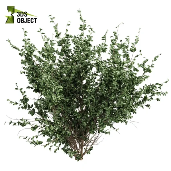 3d bush plant models botanical Visualization Landscape Foliage Vegetation buy purchase Rendering Environment tree Design high low poly greenhouse balcony decorative hamedorea 3D architectural visualization cinema 4d 3ds max blender enscpae fbx obj Rhino Sketchup hakea petiolaris tree