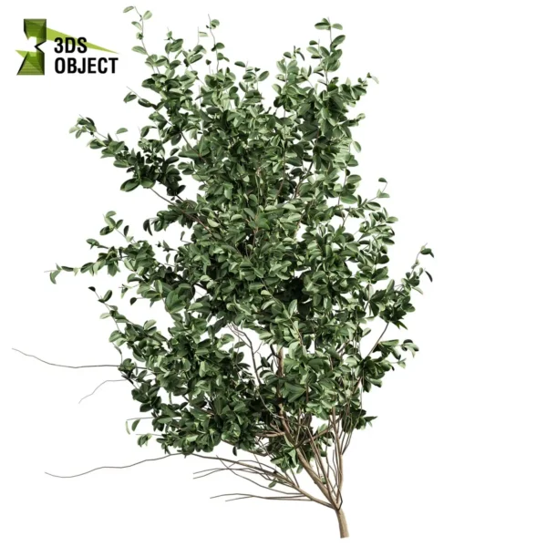 3d bush plant models botanical Visualization Landscape Foliage Vegetation buy purchase Rendering Environment tree Design high low poly greenhouse balcony decorative hamedorea 3D architectural visualization cinema 4d 3ds max blender enscpae fbx obj Rhino Sketchup hakea petiolaris tree