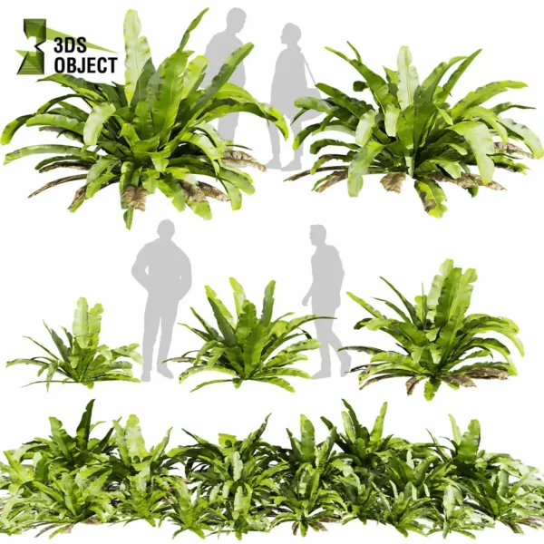 Asplenium Nidus (Nest Fern) 3D Model