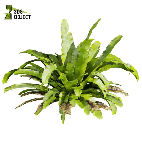 3d bush plant models botanical Visualization Landscape Foliage Vegetation buy purchase Rendering Environment tree Design high low poly greenhouse balcony decorative hamedorea 3D architectural visualization cinema 4d 3ds max blender enscpae fbx obj Rhino Sketchup asplenium nidus crispy wave nest fern