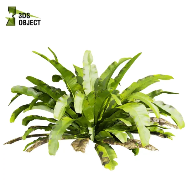 3d bush plant models botanical Visualization Landscape Foliage Vegetation buy purchase Rendering Environment tree Design high low poly greenhouse balcony decorative hamedorea 3D architectural visualization cinema 4d 3ds max blender enscpae fbx obj Rhino Sketchup asplenium nidus crispy wave nest fern