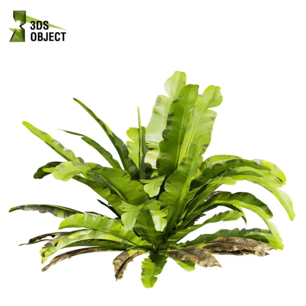 3d bush plant models botanical Visualization Landscape Foliage Vegetation buy purchase Rendering Environment tree Design high low poly greenhouse balcony decorative hamedorea 3D architectural visualization cinema 4d 3ds max blender enscpae fbx obj Rhino Sketchup asplenium nidus crispy wave nest fern