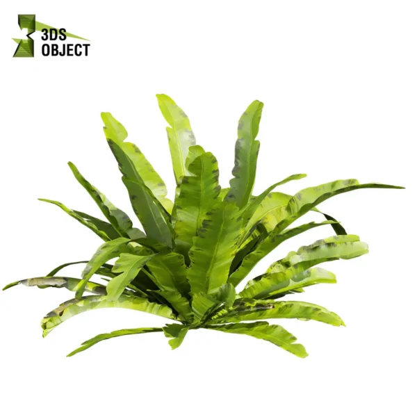 3d bush plant models botanical Visualization Landscape Foliage Vegetation buy purchase Rendering Environment tree Design high low poly greenhouse balcony decorative hamedorea 3D architectural visualization cinema 4d 3ds max blender enscpae fbx obj Rhino Sketchup asplenium nidus crispy wave nest fern
