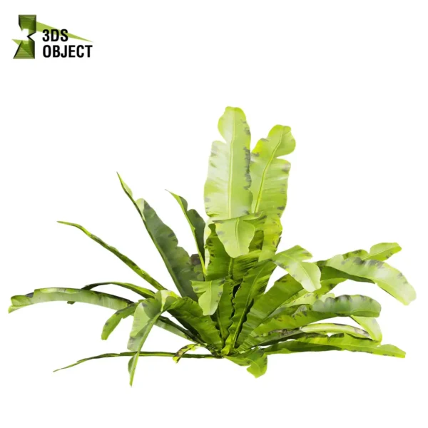 3d bush plant models botanical Visualization Landscape Foliage Vegetation buy purchase Rendering Environment tree Design high low poly greenhouse balcony decorative hamedorea 3D architectural visualization cinema 4d 3ds max blender enscpae fbx obj Rhino Sketchup asplenium nidus crispy wave nest fern
