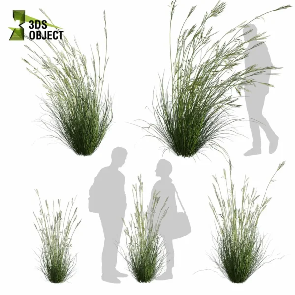 Dichelachne Crinita Longhair Plume Grass