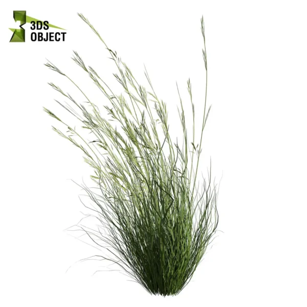 3d bush plant models botanical Visualization Landscape Foliage Vegetation buy purchase Rendering Environment tree Design high low poly greenhouse balcony decorative hamedorea 3D architectural visualization cinema 4d 3ds max blender enscpae fbx obj Rhino Sketchup lumion garden grass dichelachne crinita longhair plume 