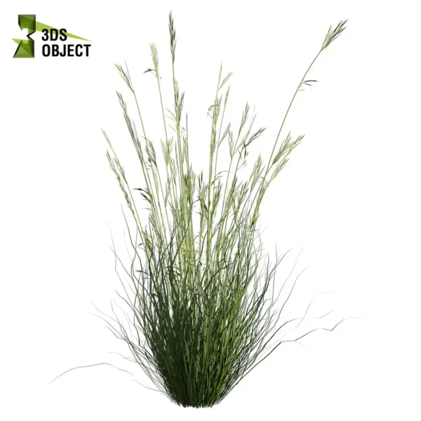 3d bush plant models botanical Visualization Landscape Foliage Vegetation buy purchase Rendering Environment tree Design high low poly greenhouse balcony decorative hamedorea 3D architectural visualization cinema 4d 3ds max blender enscpae fbx obj Rhino Sketchup lumion garden grass dichelachne crinita longhair plume 