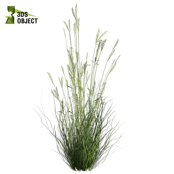 3d bush plant models botanical Visualization Landscape Foliage Vegetation buy purchase Rendering Environment tree Design high low poly greenhouse balcony decorative hamedorea 3D architectural visualization cinema 4d 3ds max blender enscpae fbx obj Rhino Sketchup lumion garden grass dichelachne crinita longhair plumeÂ