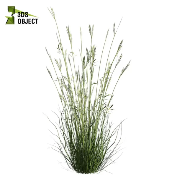 3d bush plant models botanical Visualization Landscape Foliage Vegetation buy purchase Rendering Environment tree Design high low poly greenhouse balcony decorative hamedorea 3D architectural visualization cinema 4d 3ds max blender enscpae fbx obj Rhino Sketchup lumion garden grass dichelachne crinita longhair plume 