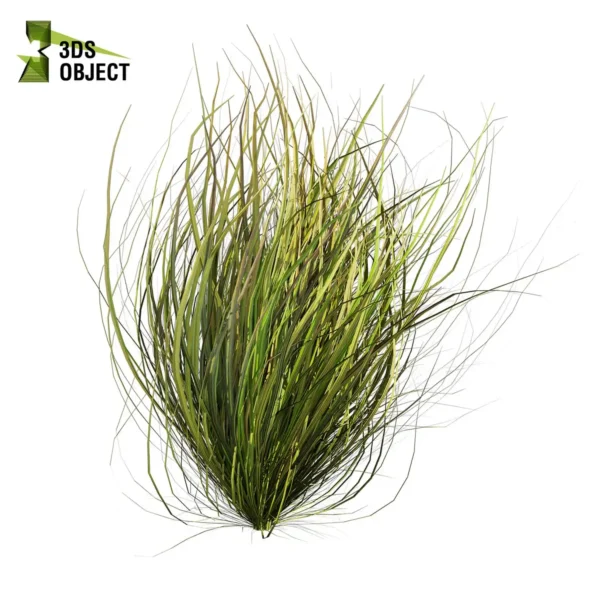 3d bush plant models botanical Visualization Landscape Foliage Vegetation buy purchase Rendering Environment tree Design high low poly greenhouse balcony decorative hamedorea 3D architectural visualization cinema 4d 3ds max blender enscpae fbx obj Rhino Sketchup lumion garden grass cymbopogon citratus west indian lemon