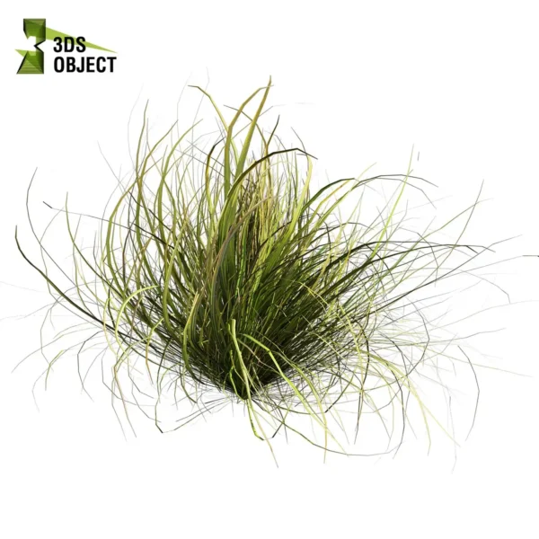 3d bush plant models botanical Visualization Landscape Foliage Vegetation buy purchase Rendering Environment tree Design high low poly greenhouse balcony decorative hamedorea 3D architectural visualization cinema 4d 3ds max blender enscpae fbx obj Rhino Sketchup lumion garden grass cymbopogon citratus west indian lemon