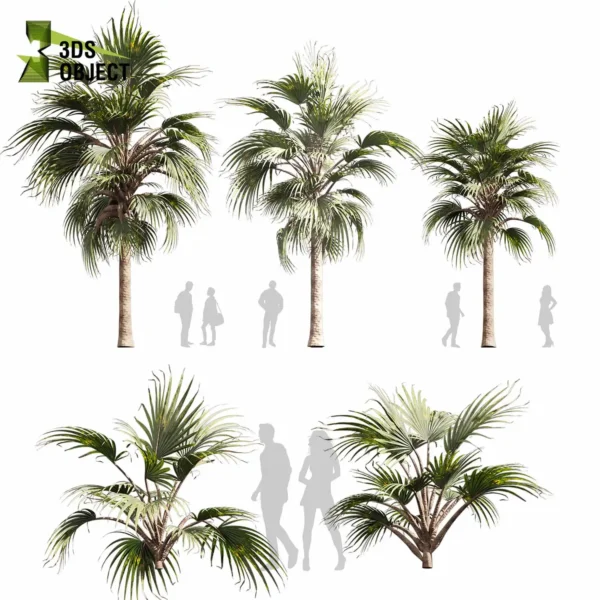 Bismarckia Nobilis (Bismarck Palm Tree) 3D Model