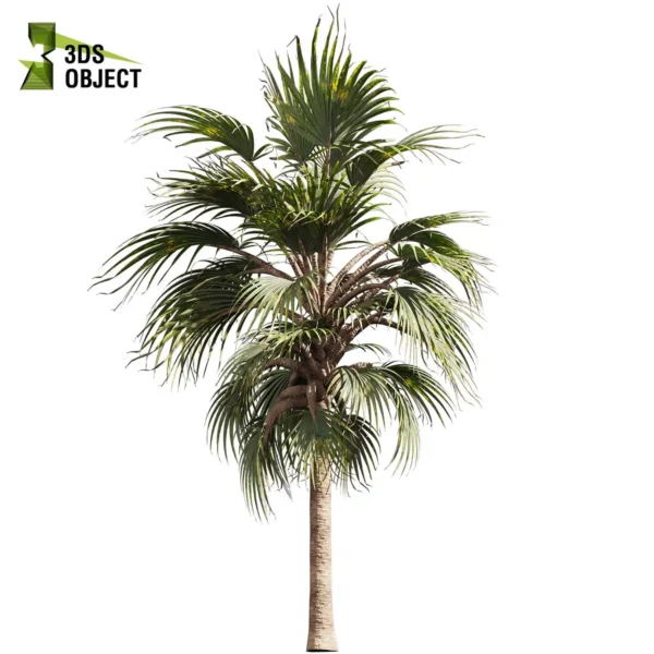 3d bush plant models botanical Visualization Landscape Foliage Vegetation buy purchase Rendering Environment tree Design high low poly greenhouse balcony decorative hamedorea 3D architectural visualization cinema 4d 3ds max blender enscpae fbx obj Rhino Sketchup bismarckia nobilis bismarck palm tree