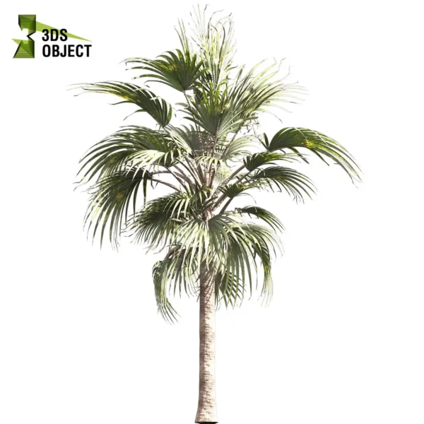 3d bush plant models botanical Visualization Landscape Foliage Vegetation buy purchase Rendering Environment tree Design high low poly greenhouse balcony decorative hamedorea 3D architectural visualization cinema 4d 3ds max blender enscpae fbx obj Rhino Sketchup bismarckia nobilis bismarck palm tree