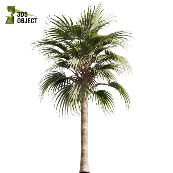 3d bush plant models botanical Visualization Landscape Foliage Vegetation buy purchase Rendering Environment tree Design high low poly greenhouse balcony decorative hamedorea 3D architectural visualization cinema 4d 3ds max blender enscpae fbx obj Rhino Sketchup bismarckia nobilis bismarck palm tree