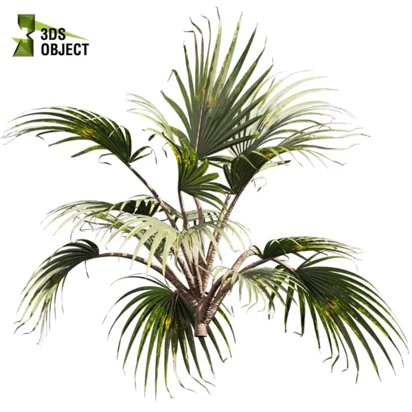 3d bush plant models botanical Visualization Landscape Foliage Vegetation buy purchase Rendering Environment tree Design high low poly greenhouse balcony decorative hamedorea 3D architectural visualization cinema 4d 3ds max blender enscpae fbx obj Rhino Sketchup bismarckia nobilis bismarck palm tree