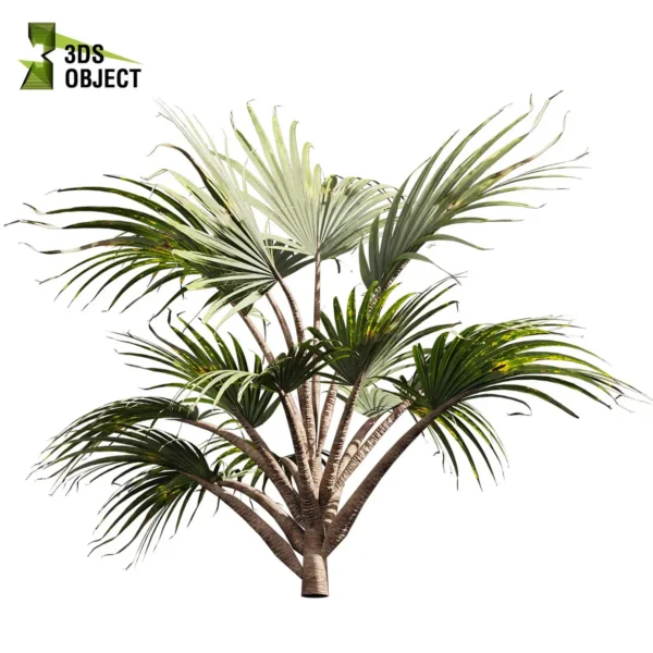 3d bush plant models botanical Visualization Landscape Foliage Vegetation buy purchase Rendering Environment tree Design high low poly greenhouse balcony decorative hamedorea 3D architectural visualization cinema 4d 3ds max blender enscpae fbx obj Rhino Sketchup bismarckia nobilis bismarck palm tree