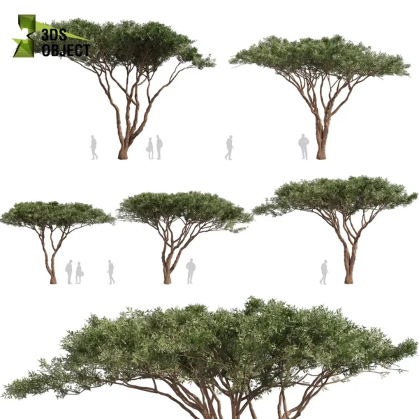 3d acacia, Tortilis, Umbrella, Thorn tree model