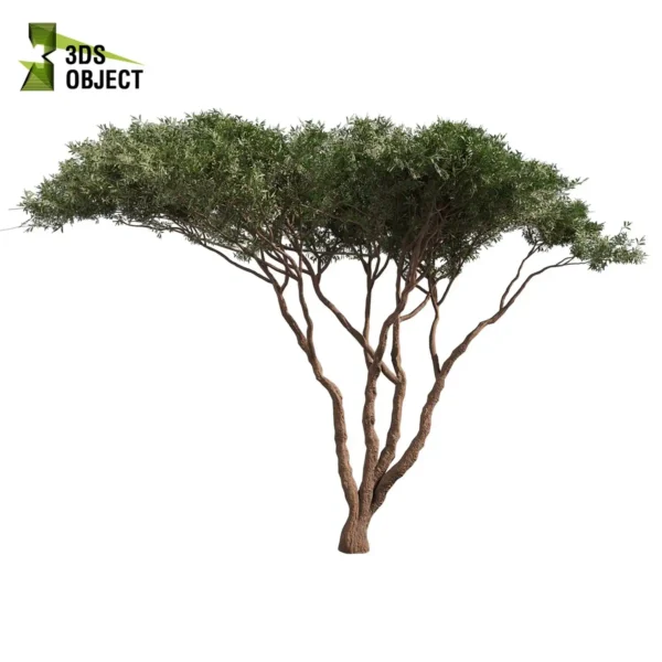3d bush plant models botanical Visualization Landscape Foliage Vegetation buy purchase Rendering Environment tree Design high low poly greenhouse balcony decorative hamedorea 3D architectural visualization cinema 4d 3ds max blender enscpae fbx obj Rhino Sketchup acacia tortilis umbrella thorn tree